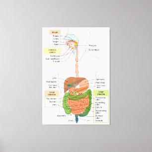 Toile Diagramme Système digestif gastro-intestinal humai