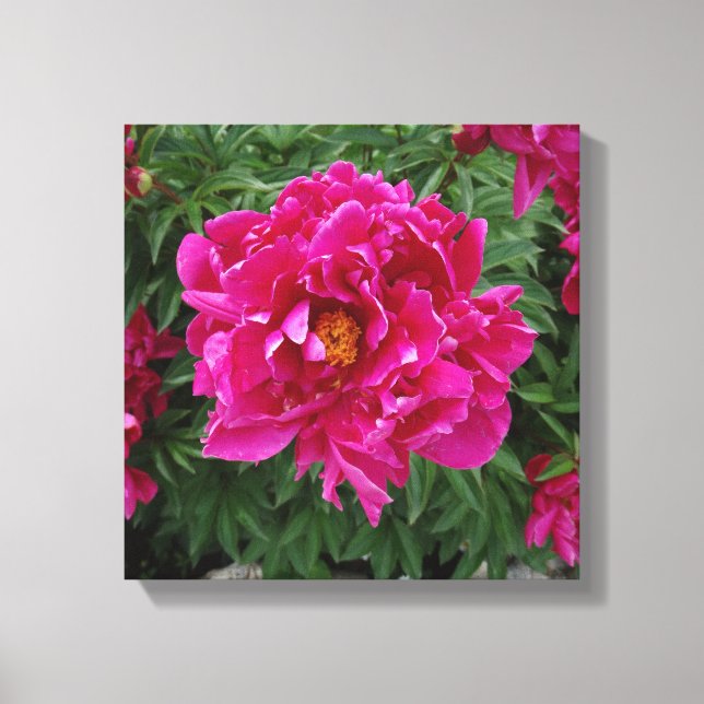 Toile d'impression photo Peony (Recto)