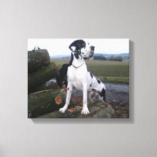 Toile Dogge allemand, Great Dane, chiens, Dogue Allemand