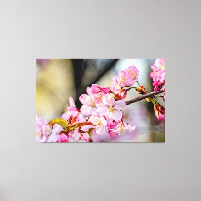 Toile Douces fleurs de Sakura dans le jardin au printemp (Recto)