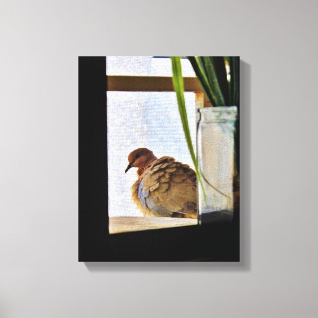 Toile Dove (Recto)