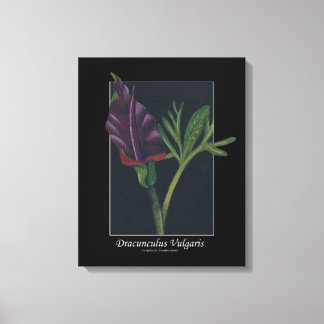 Toile Dracunculus Vulgaris fleur de printemps rouge noir