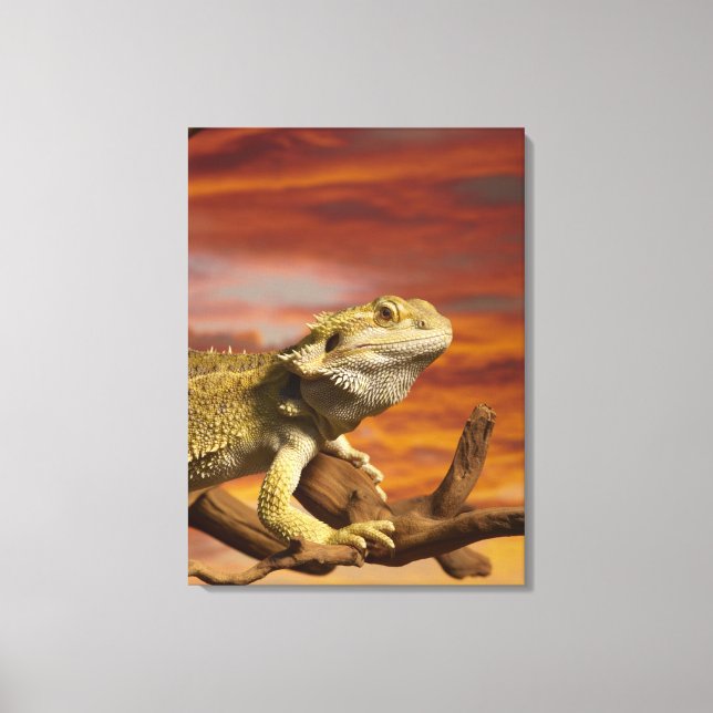 Toile Dragon à épaulettes (Pogona Vitticeps) sur branche (Recto)
