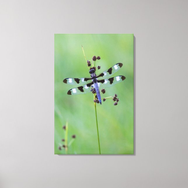 Toile Dragon fly perched on grass (Recto)