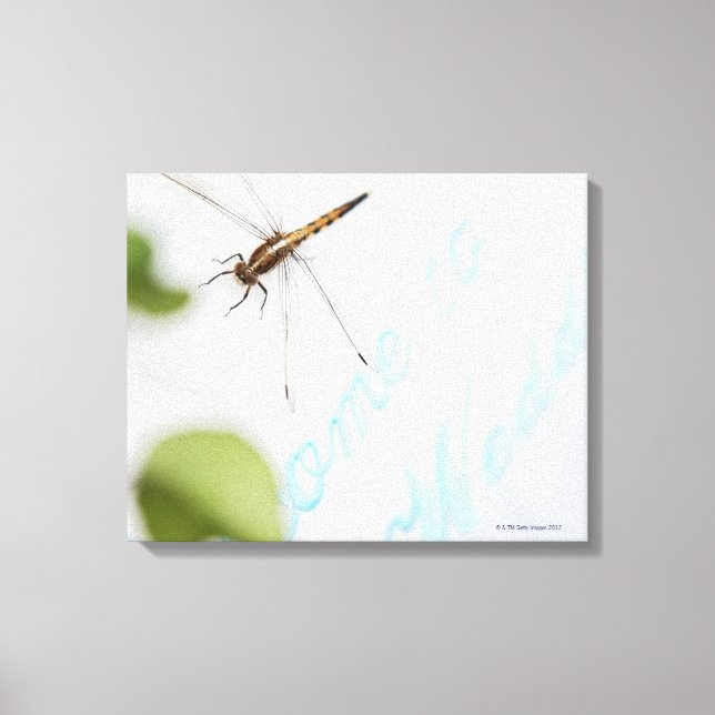 Toile Dragonfly 12 (Recto)
