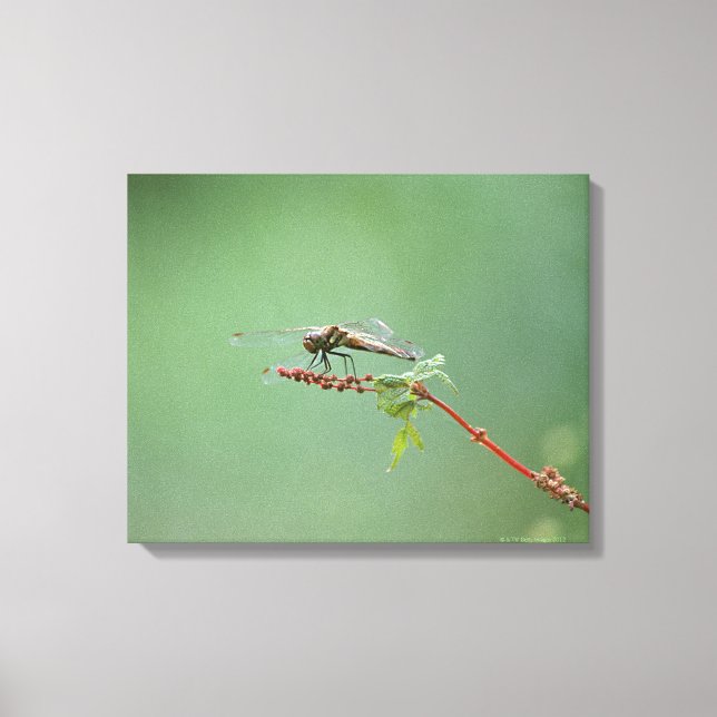Toile Dragonfly 5 (Recto)