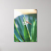 Dragonfly 8