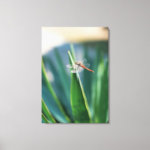 Toile Dragonfly 8