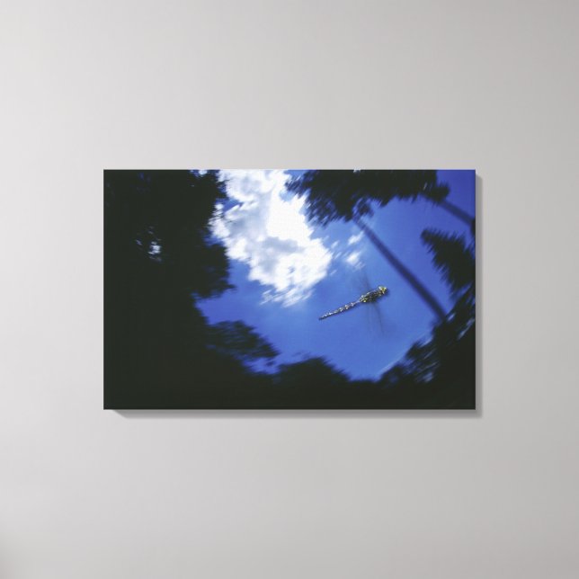 Toile Dragonfly en vol, ailes de battant (Recto)