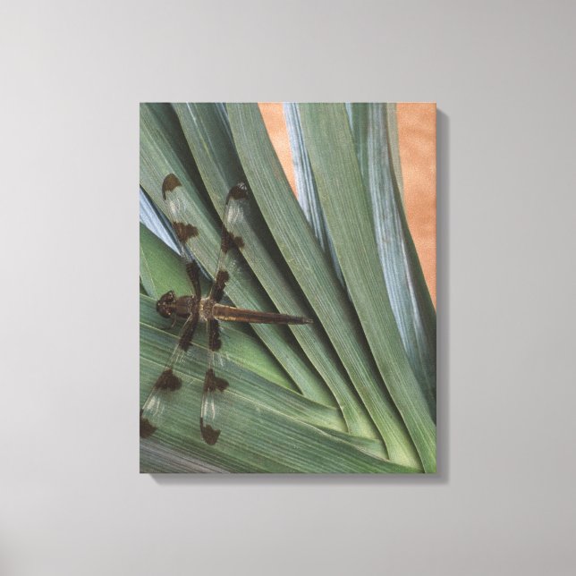 Toile Dragonfly sur plante (Recto)