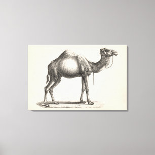 Toile Dromedary Sketch
