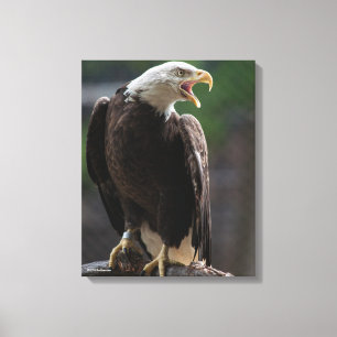 Toile Eagle chauve appelle