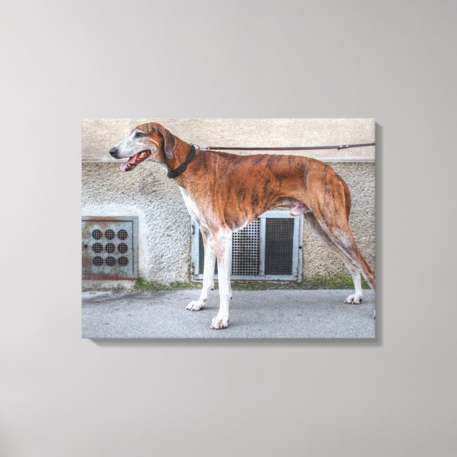Toile Elder Brindle Greyhound (Recto)