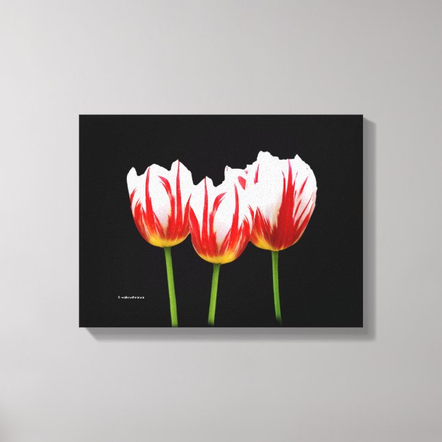 Toile Élégantes tulipes à feuilles d'érable (Recto)