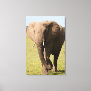 Toile Eléphant africain (Loxodonta Africana), Massai
