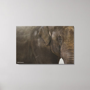 Toile Eléphant proche