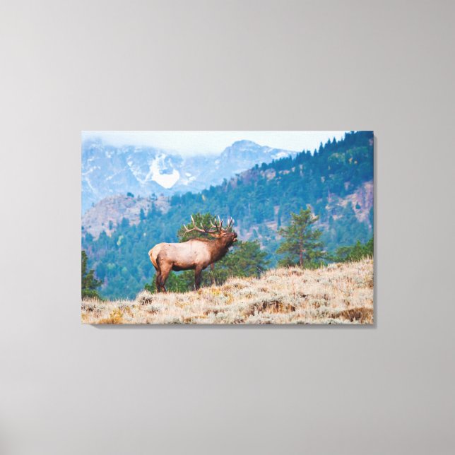 Toile Elk (Cervus Elephus) Bulle (Recto)