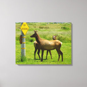 Toile Elk Crossing California Wildlife Photography