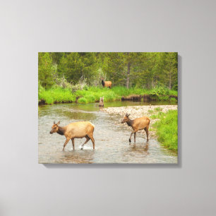 Toile Elks traversant le fleuve Colorado