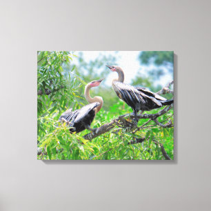 Toile Emballée D'Anhingas Immature