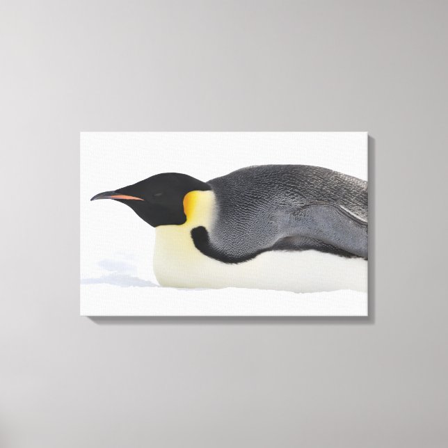 Toile Empereur Penguin, île de Snow Hill, mer de Weddell (Recto)