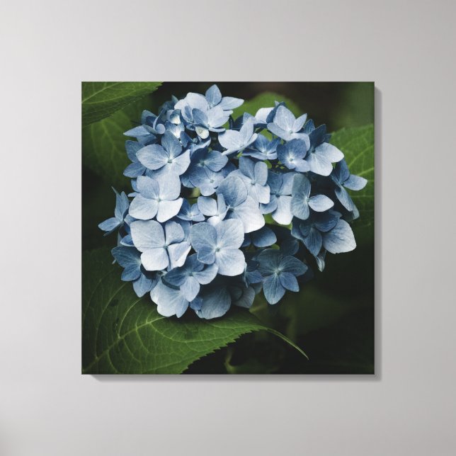 Toile encadrée Hydrangea Bleu 8515 (Recto)