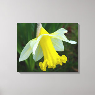Toile enrobée de jonquille jaune