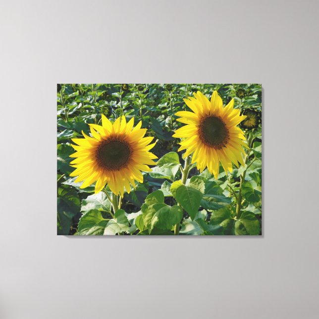 Toile enrobée Twin Sunflowers Imprimer (Recto)