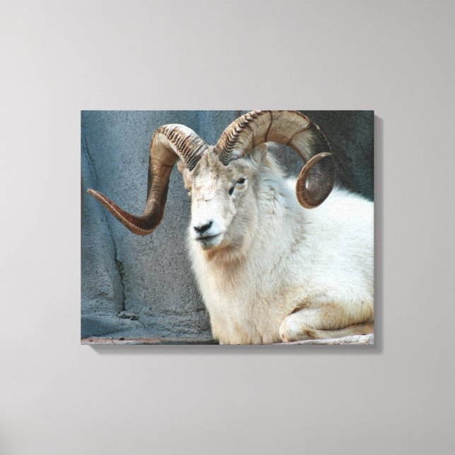 Toile enveloppée Dall Sheep (Recto)