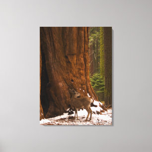 Toile Enveloppée de Mule Deer