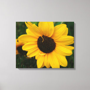 Toile enveloppée de tournesol