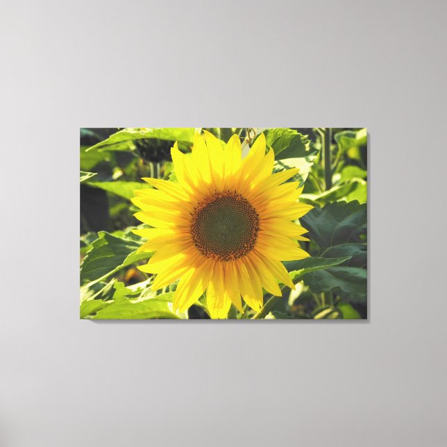 Toile enveloppée de tournesol Sunrise Imprimer (Recto)