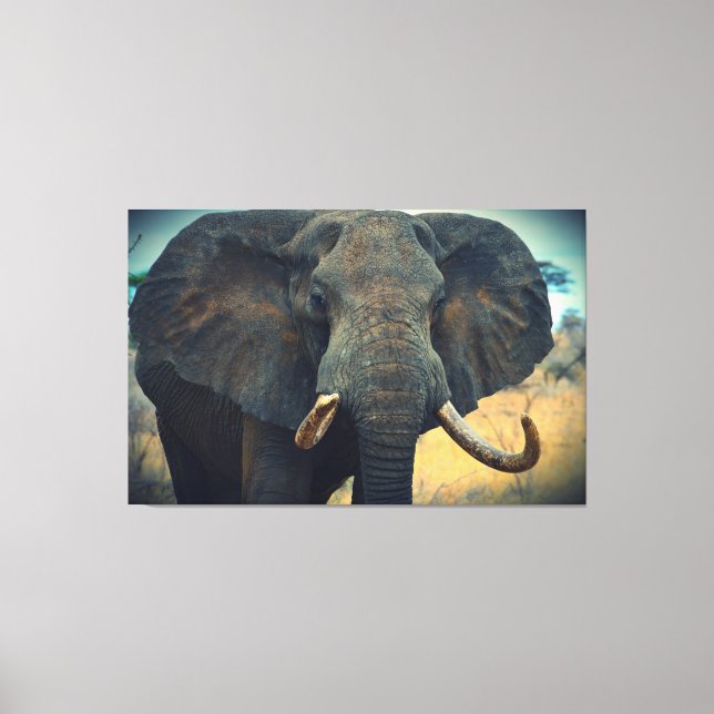 Toile enveloppée d'éléphants africains (Recto)
