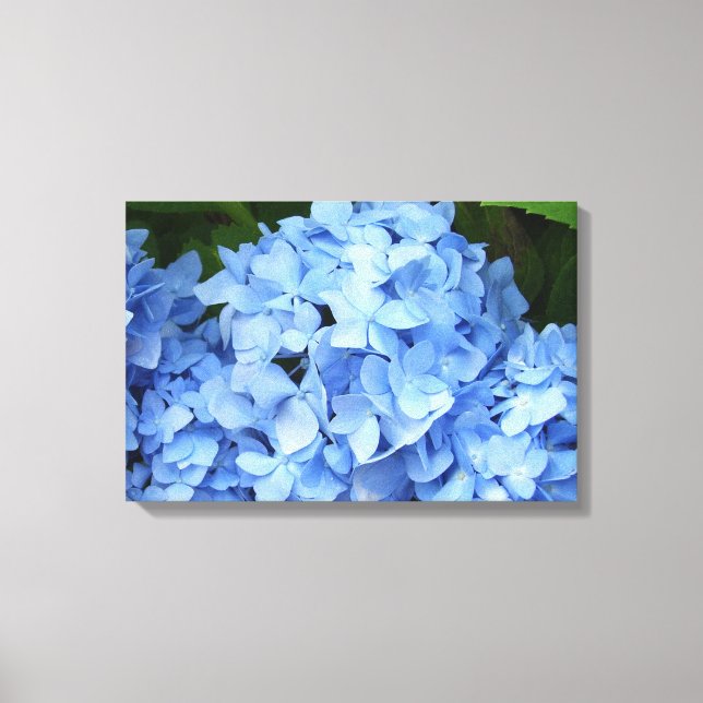 Toile - Enveloppée - Hydrangée Bleue (Recto)