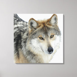 Toile Enveloppée/Loup
