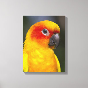Toile enveloppée par perroquet de Sun Conure