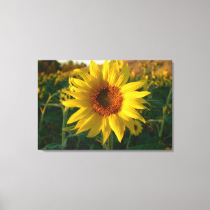 Toile Enveloppée série tournesol Imprimer