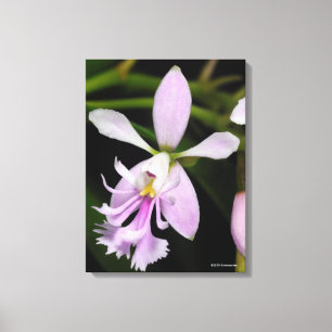 Toile Epidendrum caligarium