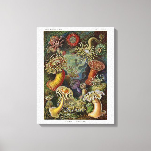 Toile Ernst Haeckel (Recto)