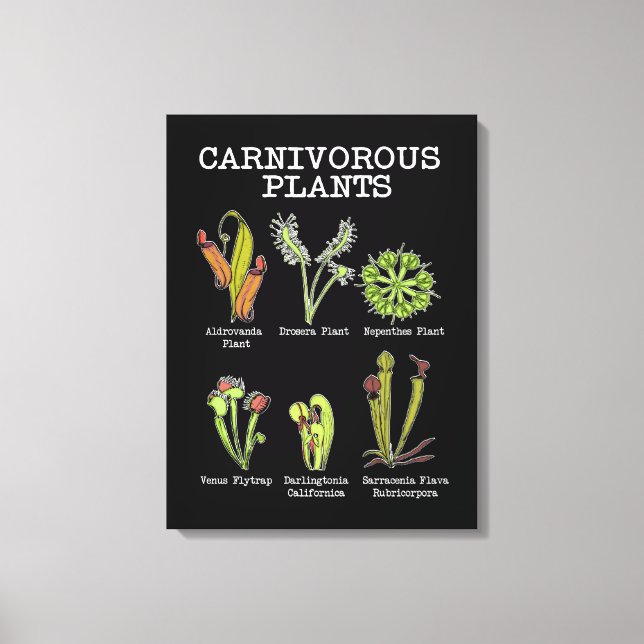 Toile Espèces Plantes carnivores Saracenia Vénus Flytrap (Recto)