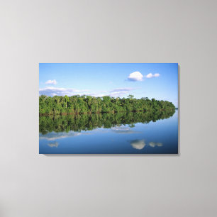 Toile État du Mato Grosso, Amazonie, Brésil. Forêt