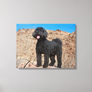 Toile États-Unis, Californie. Labradoodle debout