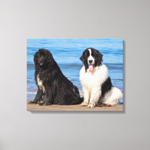 Toile États-Unis, Californie. Newfoundlands assis