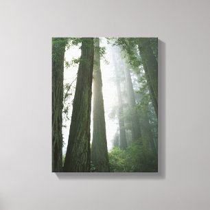 Toile États-Unis, Californie, Parc national de Redwood, 