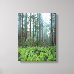 Toile États-Unis, Californie, Parc national de Redwood. 