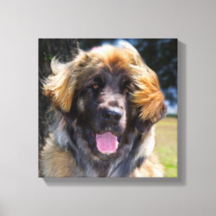 Toile États-Unis, Californie. Portrait de Leonberger ass