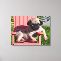 États-Unis, Californie. Pug Puppy Slouching