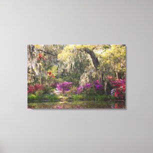 Toile États-Unis, Caroline du Sud, Charleston. Cypress 