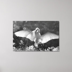 Toile États-Unis, Floride, Grande Aigrette (Ardea alba)