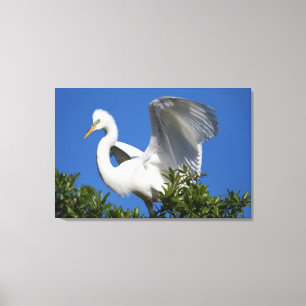 Toile États-Unis, Floride, Saint-Augustine, Egret